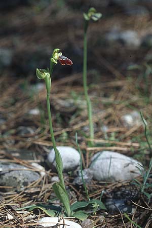 Ophrys eptapigiensis \ Sieben-Quellen-Ragwurz, Rhodos,  Epta Piges 20.3.2005 