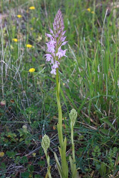 Anacamptis pyramidalis subsp. brachystachys x sancta, Rhodos,  Lardos 29.4.2009 (Photo: Jan & Liesbeth Essink)