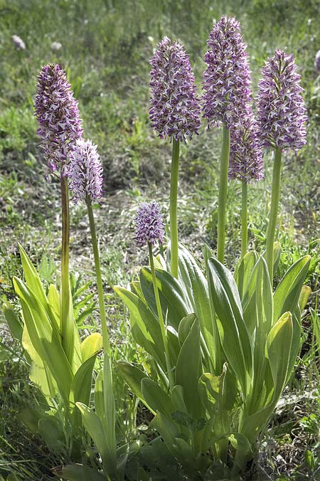 Orchis purpurea x simia, RO   Constanta County, Dobrogea 5.5.2017 (Photo: Nora E. Anghelescu)
