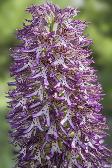 Orchis purpurea x simia, RO   Constanta County, Dobrogea 5.5.2017 (Photo: Nora E. Anghelescu)