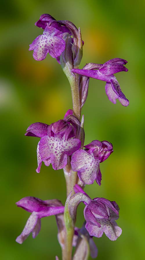 Anacamptis coriophora x palustris subsp. elegans, RO   Gradistea Muncelului-Cioclovina 14.5.2020 (Photo: Nora E. Anghelescu)