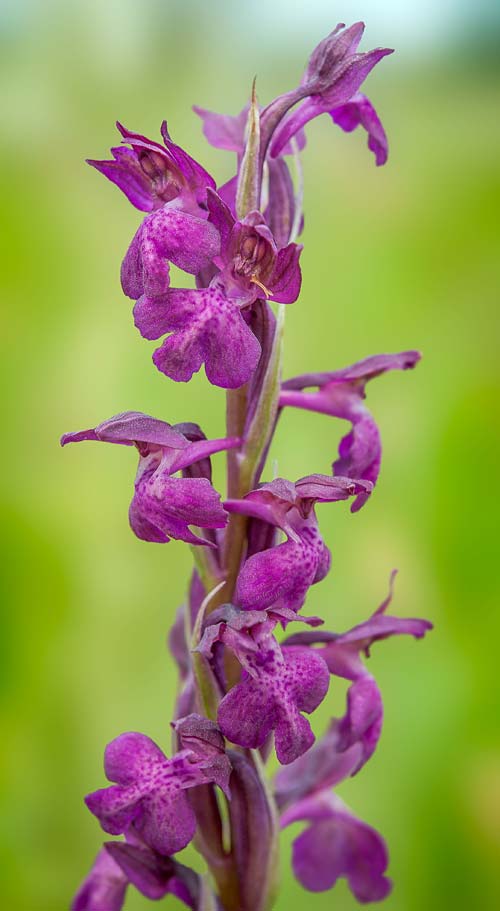 Anacamptis coriophora x palustris subsp. elegans, RO   Gradistea Muncelului-Cioclovina 14.5.2020 (Photo: Nora E. Anghelescu)
