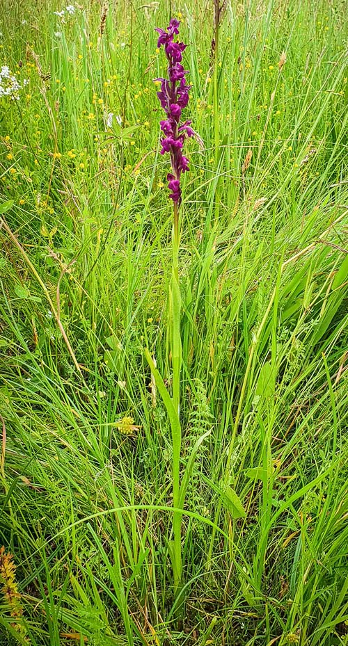 Anacamptis coriophora x palustris subsp. elegans, RO   Gradistea Muncelului-Cioclovina 14.5.2020 (Photo: Nora E. Anghelescu)