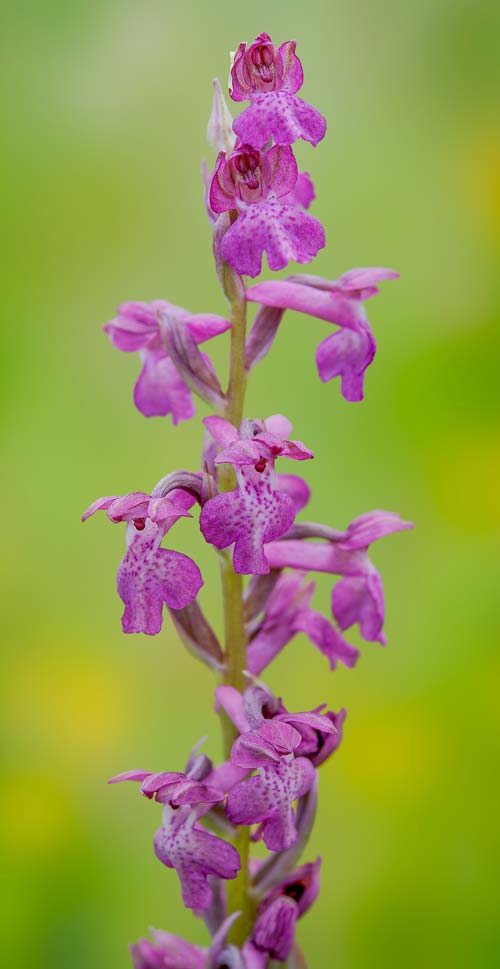 Anacamptis coriophora x palustris subsp. elegans, RO   Gradistea Muncelului-Cioclovina 14.5.2020 (Photo: Nora E. Anghelescu)