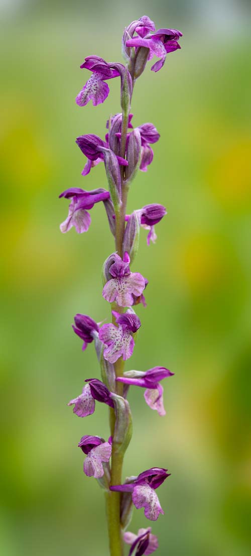 Anacamptis coriophora x palustris subsp. elegans, RO   Gradistea Muncelului-Cioclovina 14.5.2020 (Photo: Nora E. Anghelescu)