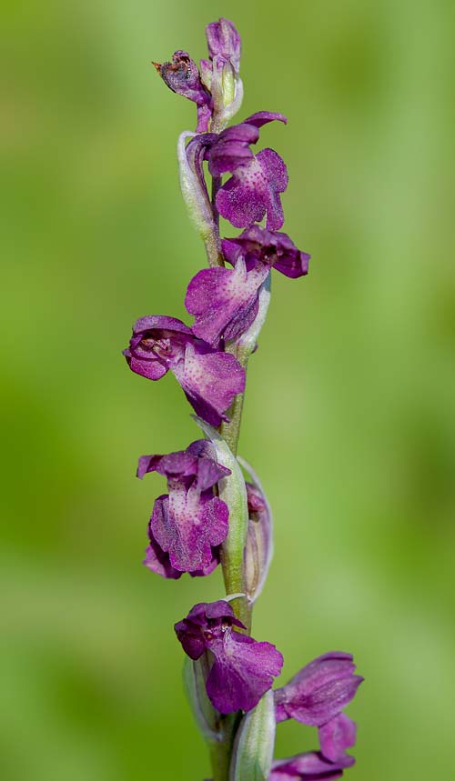 Anacamptis coriophora x palustris subsp. elegans, RO   Gradistea Muncelului-Cioclovina 14.5.2020 (Photo: Nora E. Anghelescu)