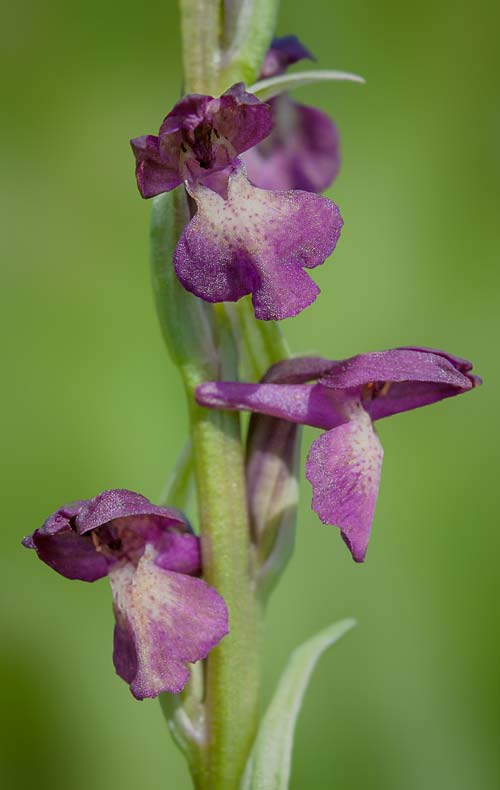 Anacamptis coriophora x palustris subsp. elegans, RO   Gradistea Muncelului-Cioclovina 14.5.2020 (Photo: Nora E. Anghelescu)
