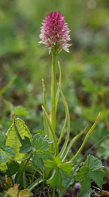 Nigritella carpatica \ Karpaten-Kohlröschen / Carpathian Vanilla Orchid, RO  Grenzgebiet zur Ukraine /  Border region to Ukraine 24.6.2022 (Photo: Helmut Presser)