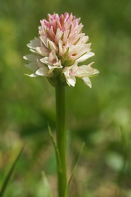 Nigritella carpatica \ Karpaten-Kohlröschen / Carpathian Vanilla Orchid, RO  Grenzgebiet zur Ukraine /  Border region to Ukraine 24.6.2022 (Photo: Helmut Presser)