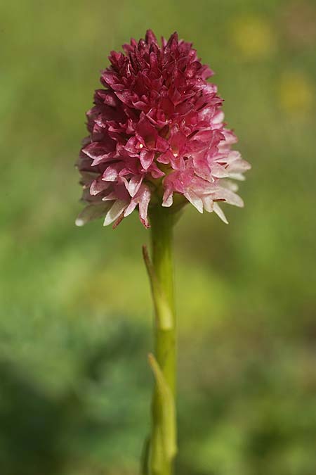 Nigritella carpatica \ Karpaten-Kohlröschen / Carpathian Vanilla Orchid, RO  Grenzgebiet zur Ukraine /  Border region to Ukraine 24.6.2022 (Photo: Helmut Presser)