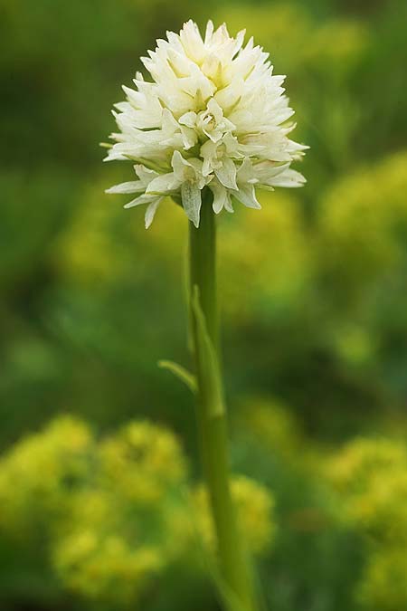 Nigritella carpatica \ Karpaten-Kohlröschen / Carpathian Vanilla Orchid, RO  Grenzgebiet zur Ukraine /  Border region to Ukraine 24.6.2022 (Photo: Helmut Presser)