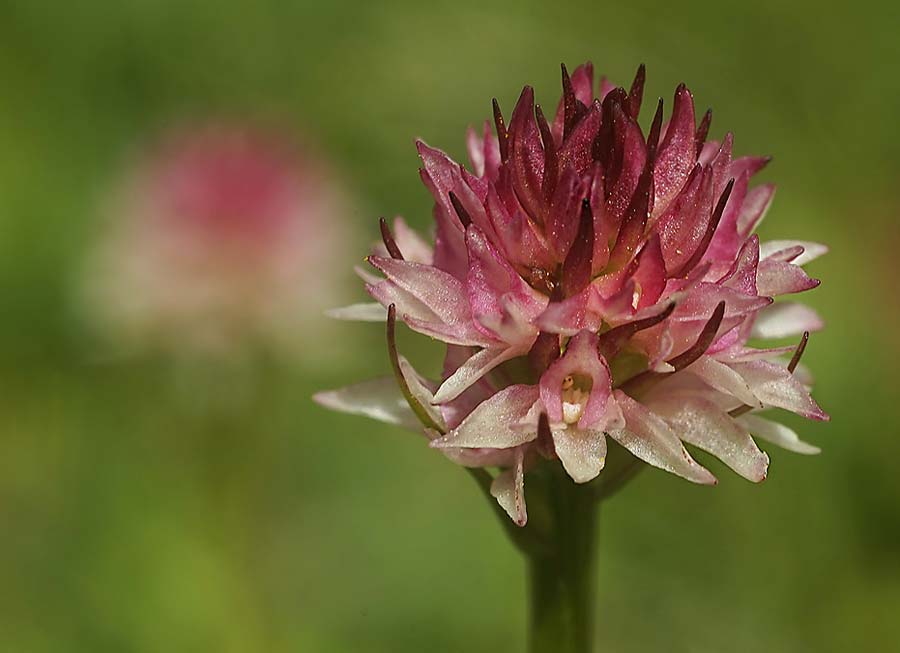Nigritella carpatica \ Karpaten-Kohlröschen / Carpathian Vanilla Orchid (anderer Standort / another site), RO  Grenzgebiet zur Ukraine /  Border region to Ukraine 24.6.2022 (Photo: Helmut Presser)