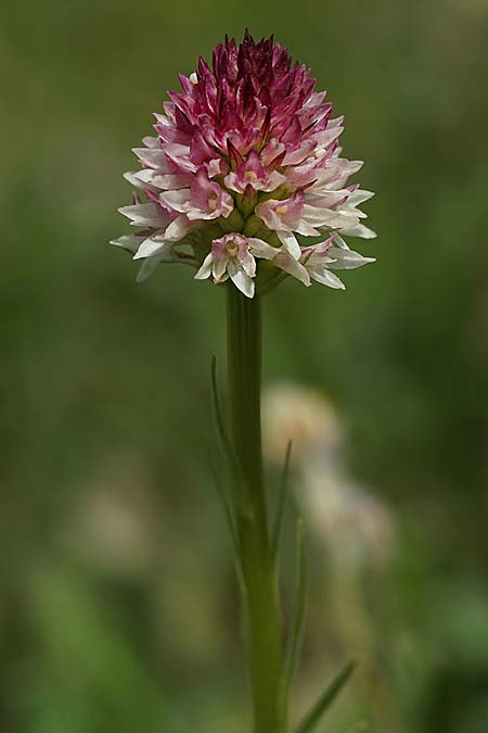 Nigritella carpatica \ Karpaten-Kohlröschen / Carpathian Vanilla Orchid, RO  Grenzgebiet zur Ukraine /  Border region to Ukraine 24.6.2022 (Photo: Helmut Presser)
