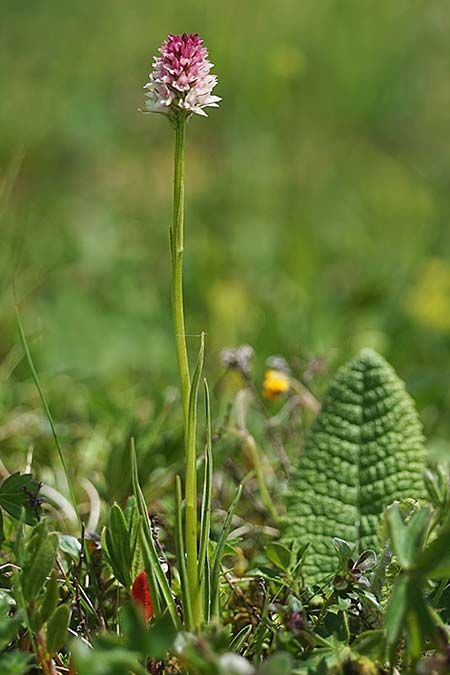 Nigritella carpatica \ Karpaten-Kohlröschen / Carpathian Vanilla Orchid, RO  Grenzgebiet zur Ukraine /  Border region to Ukraine 24.6.2022 (Photo: Helmut Presser)