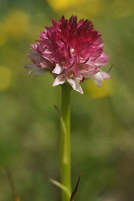 Nigritella carpatica \ Karpaten-Kohlröschen / Carpathian Vanilla Orchid, RO  Grenzgebiet zur Ukraine /  Border region to Ukraine 24.6.2022 (Photo: Helmut Presser)