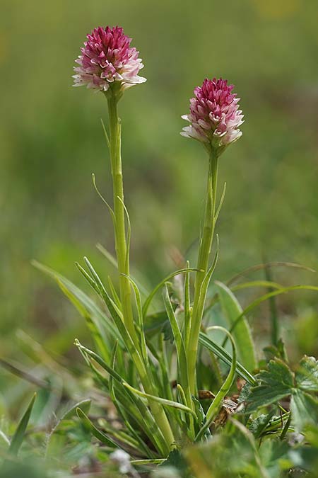 Nigritella carpatica \ Karpaten-Kohlröschen / Carpathian Vanilla Orchid, RO  Grenzgebiet zur Ukraine /  Border region to Ukraine 24.6.2022 (Photo: Helmut Presser)