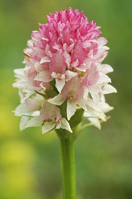 Nigritella carpatica \ Karpaten-Kohlröschen / Carpathian Vanilla Orchid, RO  Grenzgebiet zur Ukraine /  Border region to Ukraine 24.6.2022 (Photo: Helmut Presser)