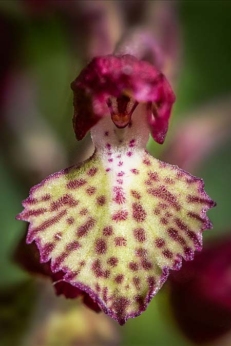 Anacamptis coriophora x papilionacea s.l., RO   Mehedinti County 1.6.2023 (Photo: Nora E. Anghelescu)