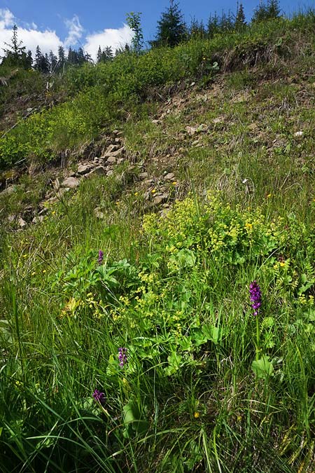 Dactylorhiza cordigera subsp. siculorum \ Székely-Fingerwurz, Székely-Knabenkraut / Szkely Orchid, RO  Transylvania 23.6.2022 (Photo: Helmut Presser)