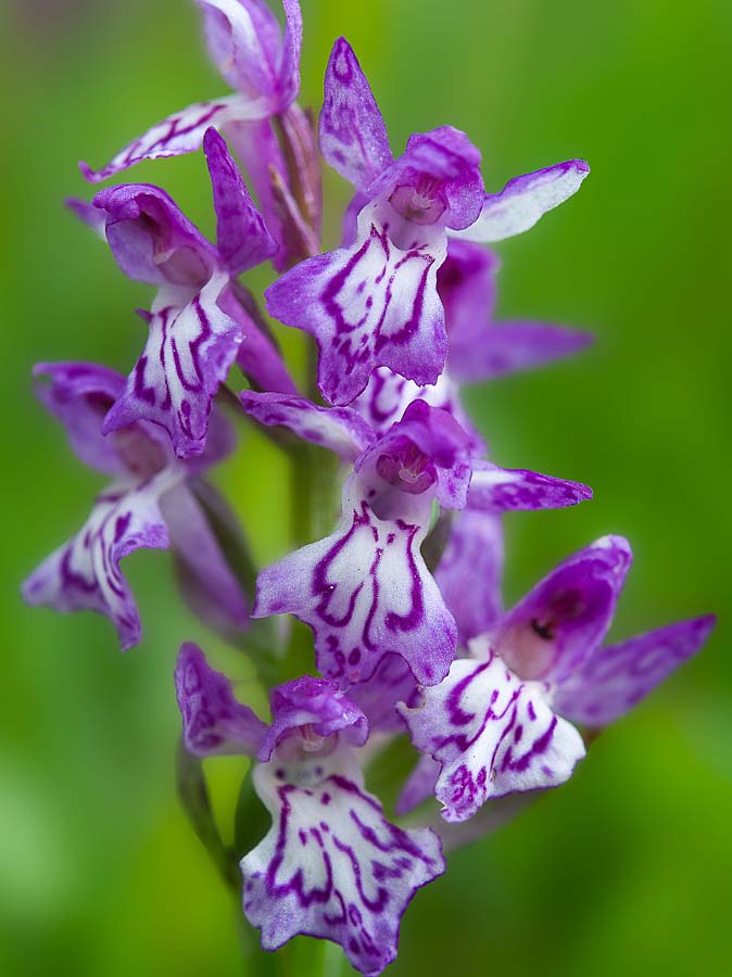 Dactylorhiza cordigera subsp. siculorum \ Székely-Fingerwurz, Székely-Knabenkraut / Szkely Orchid, RO  Transylvania, Harghita Madaras 17.6.2019 (Photo: Nora E. Anghelescu)