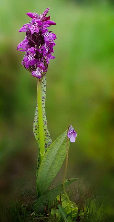 Dactylorhiza cordigera subsp. siculorum \ Székely-Fingerwurz, Székely-Knabenkraut / Szkely Orchid, RO  Transylvania, Harghita Madaras 17.6.2019 (Photo: Nora E. Anghelescu)