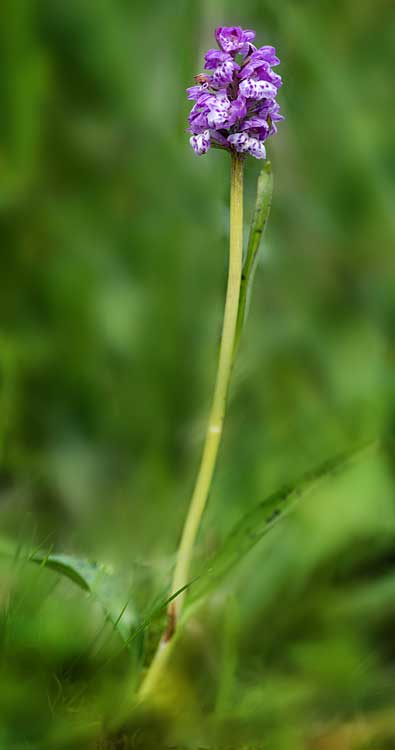 Dactylorhiza cordigera subsp. siculorum x Gymnadenia frivaldii, RO   Transylvania, Harghita Madaras 9.7.2023 (Photo: Nora E. Anghelescu)