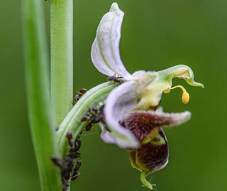 Ophrys apifera x oestrifera, RO   Mehedinti County 16.6.2023 (Photo: Nora E. Anghelescu)