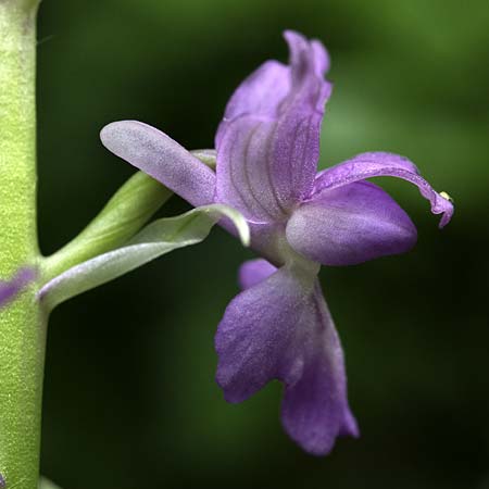 Orchis mascula subsp. speciosa x pallens, RO   Southern Carpathians 17.5.2022 (Photo: Nora E. Anghelescu)