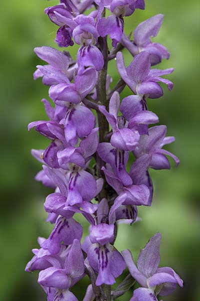 Orchis mascula subsp. speciosa x pallens, RO   Southern Carpathians 17.5.2022 (Photo: Nora E. Anghelescu)