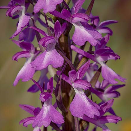 Anacamptis palustris subsp. elegans \ Elegantes Sumpf-Knabenkraut / Elegant Marsh Orchid, RO  Gradistea Muncelului-Cioclovina 14.5.2020 (Photo: Nora E. Anghelescu)