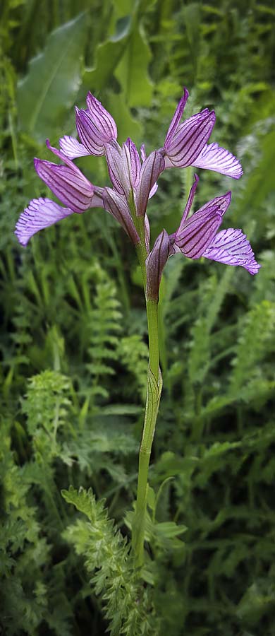 Anacamptis papilionacea s.l. \ Schmetterlings-Knabenkraut / Pink Butterfly Orchid, RO  Mehedinti County 14.5.2017 (Photo: Nora E. Anghelescu)