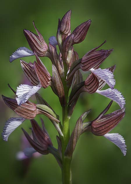 Anacamptis papilionacea s.l. \ Schmetterlings-Knabenkraut / Pink Butterfly Orchid, RO  Mehedinti County 14.5.2017 (Photo: Nora E. Anghelescu)