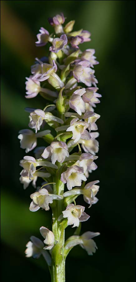 Gymnadenia conopsea s.l. x Pseudorchis albida subsp. tricuspis, RO   Transylvania, Harghita Madaras 1.7.2023 (Photo: Nora E. Anghelescu)