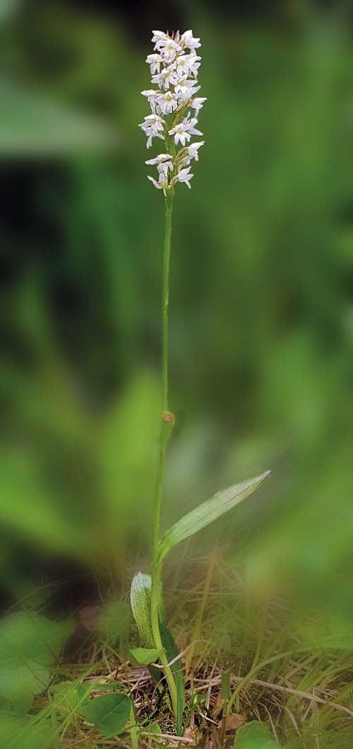 Dactylorhiza fuchsii subsp. sooana x Pseudorchis albida subsp. tricuspis, RO   Transylvania, Harghita Madaras 3.7.2020 (Photo: Nora E. Anghelescu)
