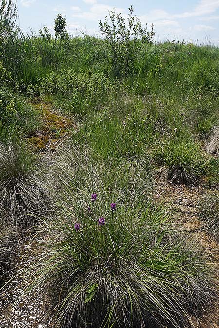 Dactylorhiza traunsteineri subsp. schurii / Schur's Orchid, RO  Prejmer 12.6.2022 (Photo: Helmut Presser)