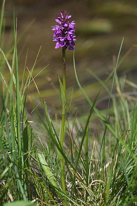 Dactylorhiza traunsteineri subsp. schurii / Schur's Orchid, RO  Prejmer 12.6.2022 (Photo: Helmut Presser)