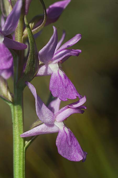 Dactylorhiza traunsteineri subsp. schurii / Schur's Orchid, RO  Prejmer 12.6.2022 (Photo: Helmut Presser)