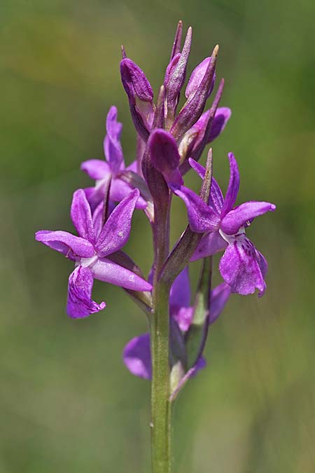 Dactylorhiza traunsteineri subsp. schurii / Schur's Orchid, RO  Prejmer 12.6.2022 (Photo: Helmut Presser)