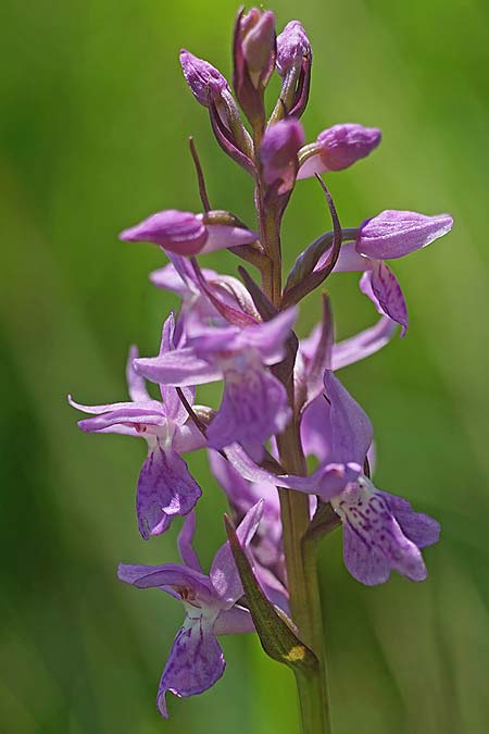 Dactylorhiza traunsteineri subsp. schurii / Schur's Orchid, RO  Prejmer 12.6.2022 (Photo: Helmut Presser)