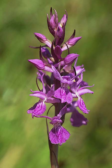 Dactylorhiza traunsteineri subsp. schurii / Schur's Orchid, RO  Prejmer 12.6.2022 (Photo: Helmut Presser)