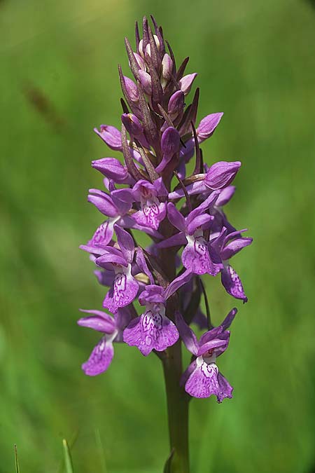 Dactylorhiza traunsteineri subsp. schurii / Schur's Orchid, RO  Prejmer 12.6.2022 (Photo: Helmut Presser)