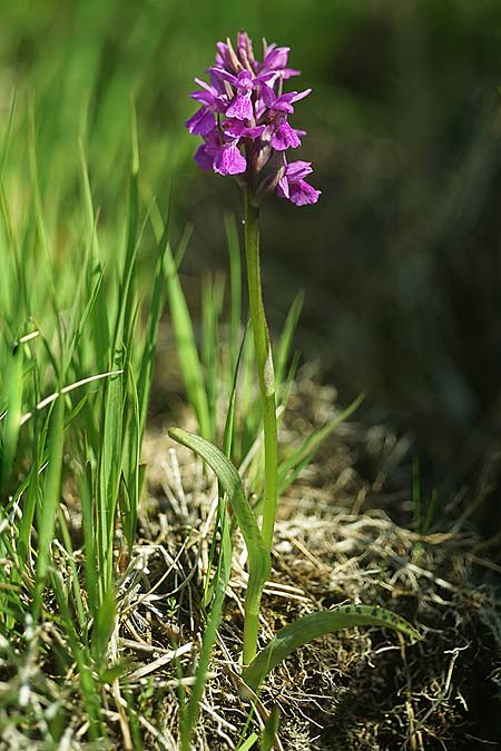 Dactylorhiza traunsteineri subsp. schurii / Schur's Orchid, RO  Prejmer 12.6.2022 (Photo: Helmut Presser)