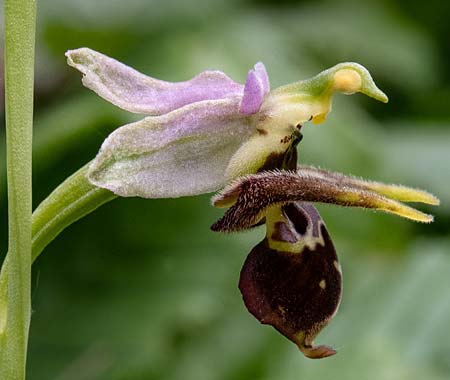 Ophrys oestrifera \ Gehörnte Ragwurz / Horsefly , RO  Mehedinti County 16.6.2023 (Photo: Nora E. Anghelescu)