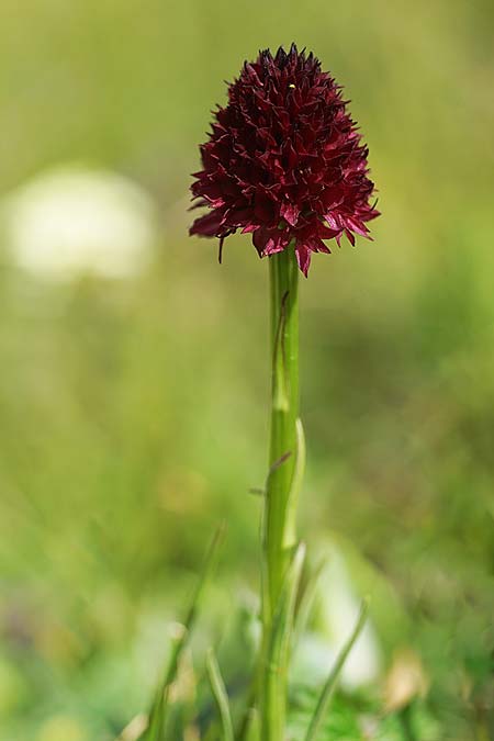 Nigritella suceveana \ Suceava-Kohlröschen / Suceana Vanilla Orchid, RO  Grenzgebiet zur Ukraine /  Border region to Ukraine 24.6.2022 (Photo: Helmut Presser)
