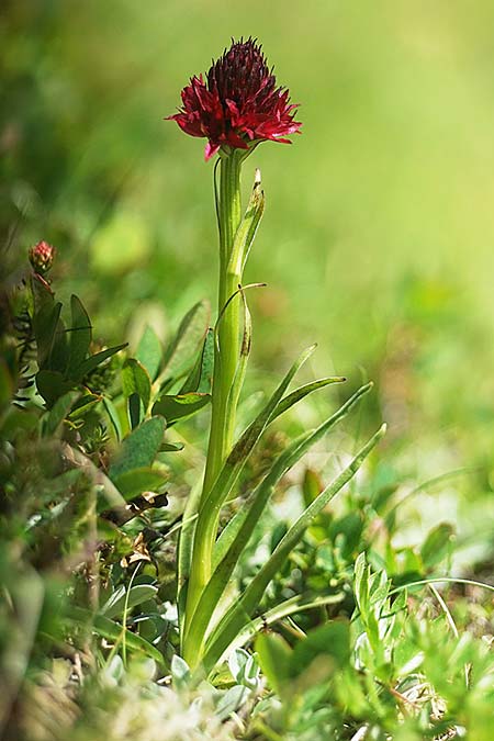 Nigritella nigra subsp. bucegiana \ Bucegi-Kohlröschen, RO  Sinaia 18.6.2022 (Photo: Helmut Presser)