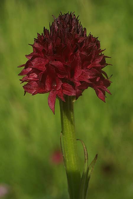 Nigritella nigra subsp. bucegiana \ Bucegi-Kohlröschen, RO  Sinaia 18.6.2022 (Photo: Helmut Presser)