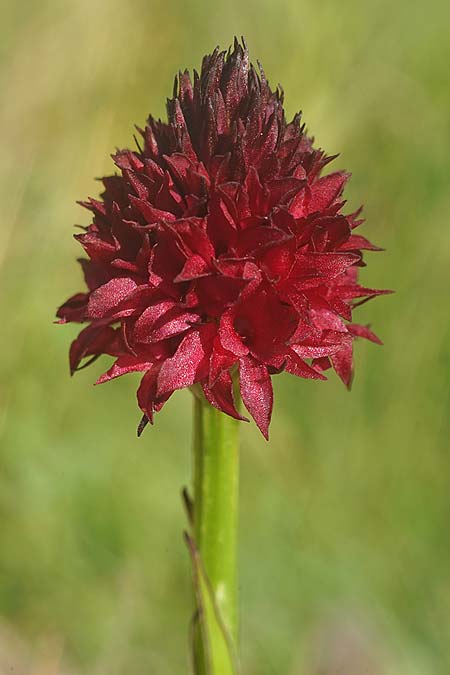 Nigritella nigra subsp. bucegiana \ Bucegi-Kohlröschen, RO  Sinaia 18.6.2022 (Photo: Helmut Presser)