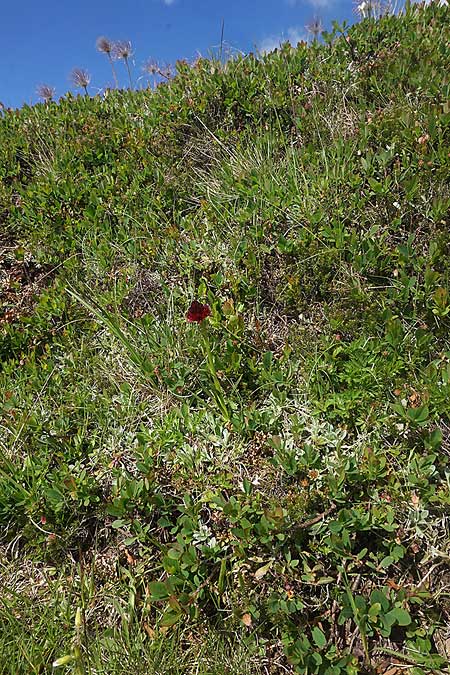 Nigritella nigra subsp. bucegiana \ Bucegi-Kohlröschen, RO  Sinaia 18.6.2022 (Photo: Helmut Presser)