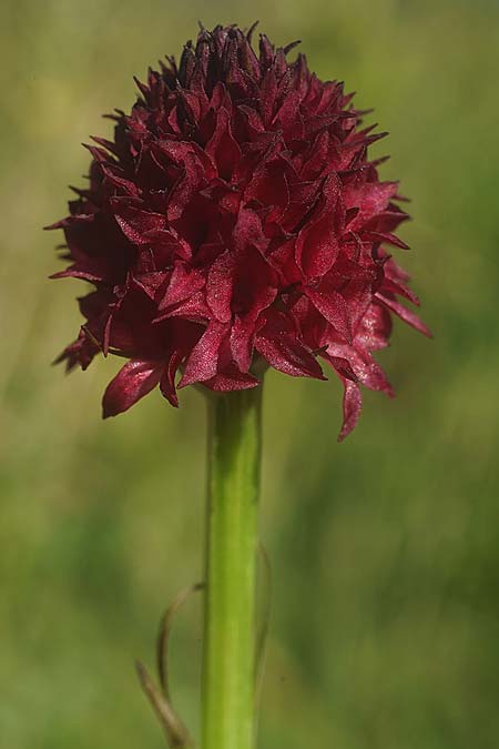 Nigritella nigra subsp. bucegiana \ Bucegi-Kohlröschen, RO  Sinaia 18.6.2022 (Photo: Helmut Presser)
