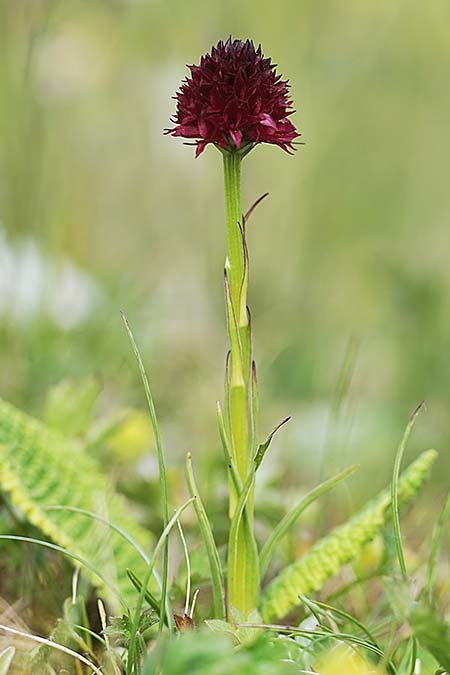 Nigritella suceveana \ Suceava-Kohlröschen / Suceana Vanilla Orchid, RO  Grenzgebiet zur Ukraine /  Border region to Ukraine 24.6.2022 (Photo: Helmut Presser)